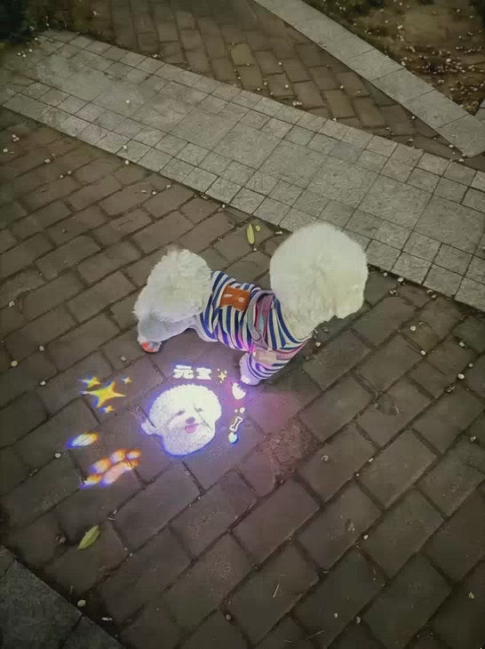 Extra Custom Slide for Our Pet Projector